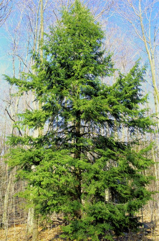 Healthy Hemlock Stems
