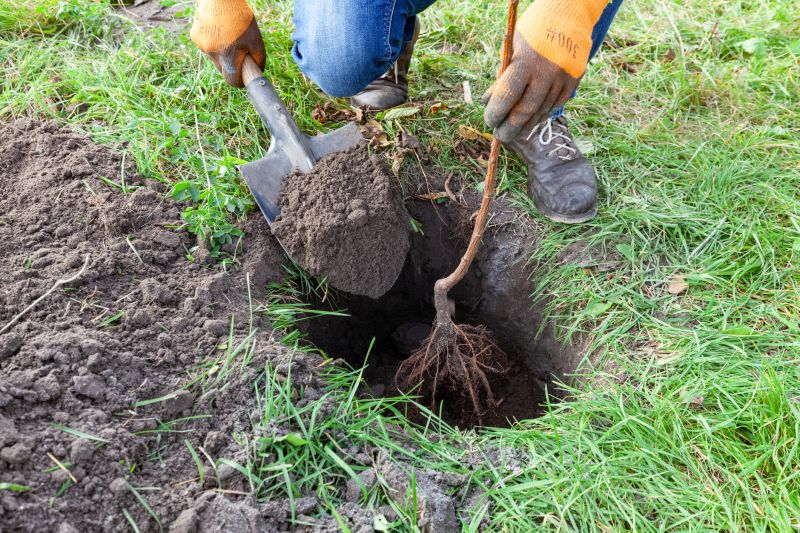 Planting Hemlock Cuttings