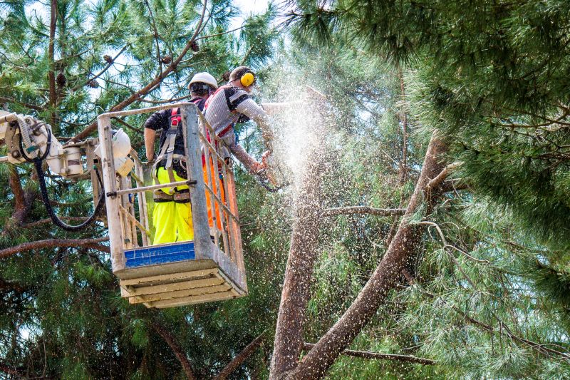 Local Hemlock Cutting pros at work