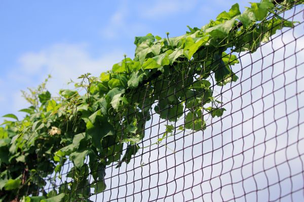 Poison Ivy Management